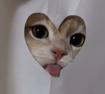 noseboop